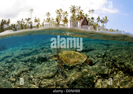 Split image of Hawaiian traditional hut and Green sea turtle, Chelonia mydas, Honaunau Bay, Hawaii, North Pacific Stock Photo