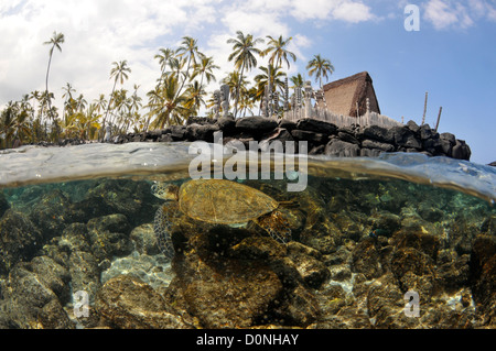 Split image of Hawaiian traditional hut and Green sea turtle, Chelonia mydas, Honaunau Bay, Hawaii, North Pacific Stock Photo