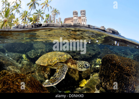 Split image of Hawaiian traditional totens and Green sea turtle, Chelonia mydas, Honaunau Bay, Hawaii, USA, North Pacific Stock Photo