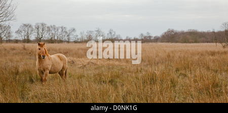 Ponies at Hickling Broad Nature Reserve Norfolk Stock Photo