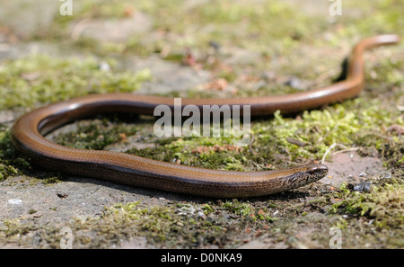 A slow worm (Anguis fragilis) suns itself on a sunny step in the spring sun after its hibernation. Stock Photo