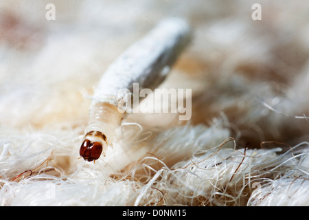 Larva of Tineola bisselliella, common clothes moth Stock Photo - Alamy