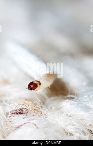 Carpet or Common clothes Moth Larvae Tineola bisselliella Stock Photo