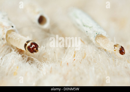 Carpet or Common clothes Moth Larvae Tineola bisselliella Stock Photo