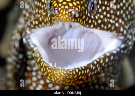 Close-up front view of the mouth of a Whitemouth Moray eel, Gymnothorax meleagris, Oahu, Hawaii, USA Stock Photo