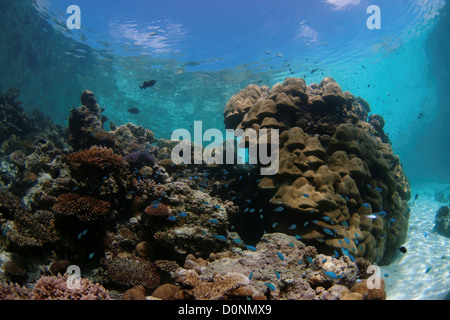 Large colony of hard coral, Porites sp., surrounded by school of Green Puller, Chromis viridis, North Male Atoll, The Maldives. Stock Photo