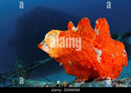 Orange Giant Frogfish, Antennarius commersoni, yawning sequence, The Maldives. Stock Photo