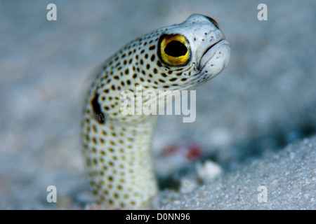 Portrait of a Spotted Garden Eel, Heteroconger hassi, The Maldives. Stock Photo
