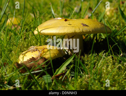 Toadstools growing in short grass. Lochaline, Morvern, Argyll, Scotland, UK. Stock Photo