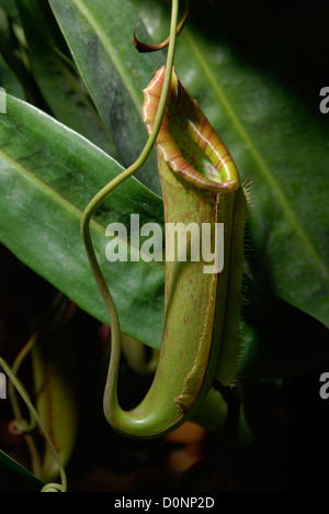 A carnivorous tropical plant with tube-shaped folded leaves that resemble a pitcher Stock Photo