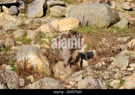 Japanese macaque female carries her monkey pup, Macaca fuscata, Jigokudani Monkey Park, Nagano, Japan Stock Photo