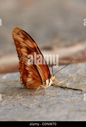 Flambeau Butterfly aka Julia Butterfly or Julia Heliconian, Dryas julia, South and Central America Stock Photo