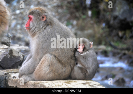 Female Japanese snow monkey, Macaca fuscata, carries her baby, Jigokudani Monkey Park, Nagano, Japan Stock Photo