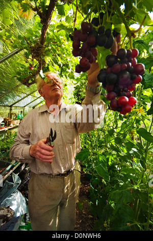 harvesting grapes from a greenhouse in UK Stock Photo