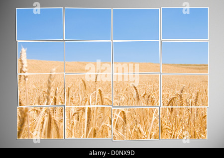 Barley field cut into many photos Stock Photo