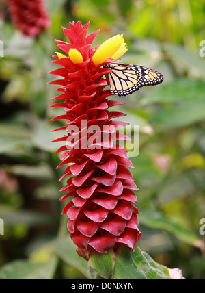 Spiral Ginger, Costus barbatus, Costaceae. Costa Rica, Central America.  Monarch (Milkweed) Butterfly, Danaus plexippus Feeding. Stock Photo