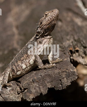 Australian eastern bearded dragon - Pogona barbata - on log Stock Photo