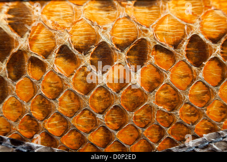 Snake leather texture Stock Photo