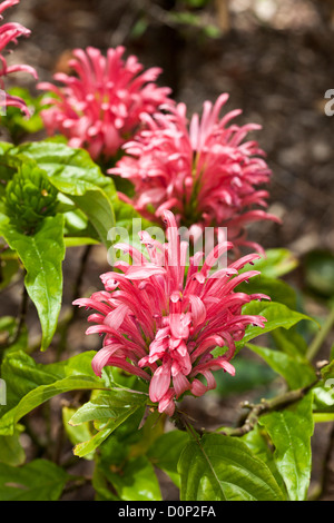Flower of Justicia carnea Stock Photo