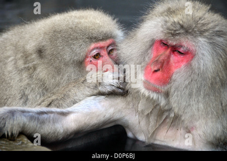 Japanese macaques, Macaca fuscata, in social grooming behavior inside natural thermal spring, Jigokudani Monkey Park, Japan Stock Photo