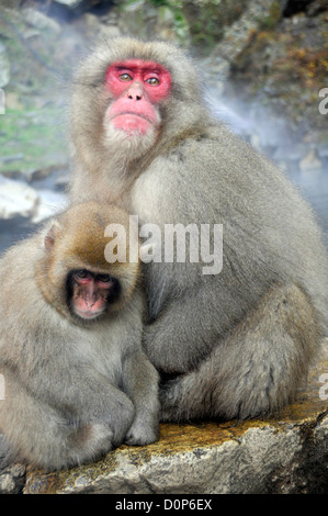 Japanese macaque and pup, Macaca fuscata, Jigokudani Monkey Park, Joshinetsu Kogen National Park Yamanouchi, Nagano, Japan Stock Photo