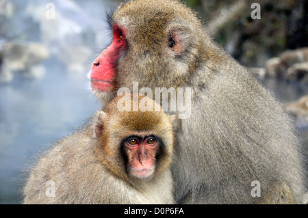 Japanese macaque and pup, Macaca fuscata, Jigokudani Monkey Park, Joshinetsu Kogen National Park Yamanouchi, Nagano, Japan Stock Photo