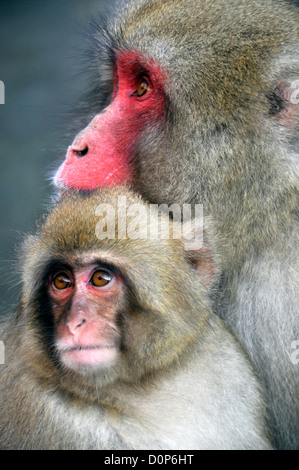 Japanese macaque and pup, Macaca fuscata, Jigokudani Monkey Park, Joshinetsu Kogen National Park Yamanouchi, Shimotakai, Nagano, Stock Photo