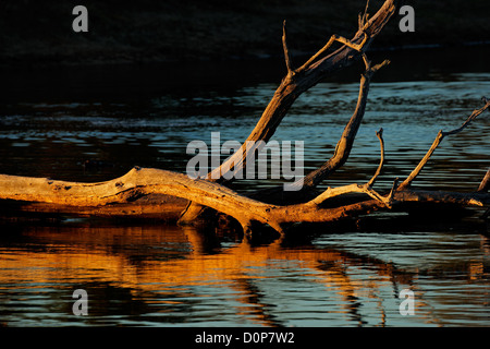 Dead tree branches with reflections in water from glowing late afternoon light Stock Photo