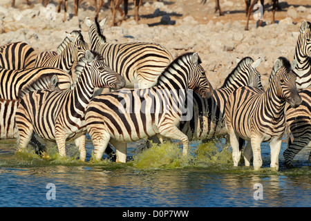 Plains (Burchell's) Zebras (Equus burchelli) walking in water, Etosha National Park, Namibia Stock Photo