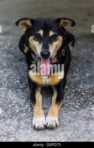 Thai dog Happy Stock Photo