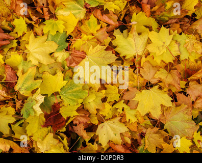Sycamore tree leaves covering the ground in colour in Autumn Stock Photo