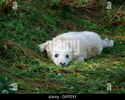 Atlantic Grey Seal pup (Halichoerus grypus) Stock Photo