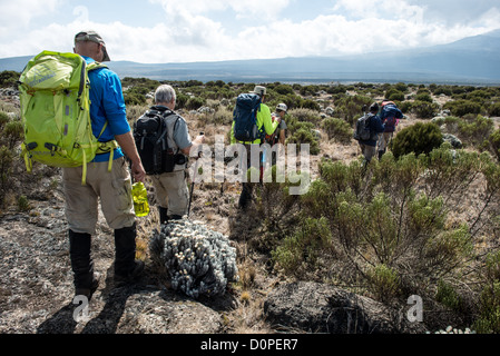 MT KILIMANJARO, Tanzania - Hikers in the heath zone between Shira 1 Camp and Moir Hut Camp on the Lemosho Trail of Mt Kilimanjaro. Stock Photo