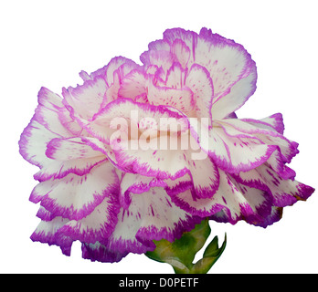 Violet and White Carnation Stock Photo