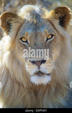 African Lion  Panthera leo  in Ruaha Game reserve . Southern Tanzania. Africa Stock Photo