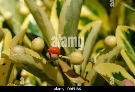 Seeds of  EUONYMUS fortunei 'Emerald Gold' Stock Photo