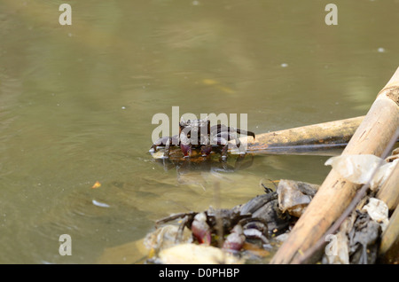 beautiful Meder's Mangrove crabs (Sesarma mederi) climbing on bamboo to escape from water Stock Photo