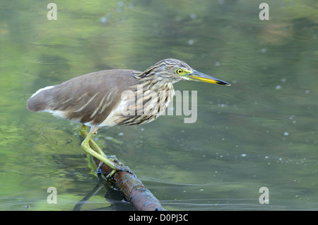beautiful Javan Pond Heron (Ardeola speciosa) looking for fish at sea shore Stock Photo