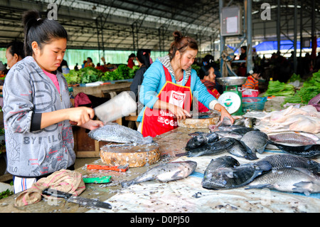 SAM NEUA, Laos - A young woman chops fresh fish at the morning market in Sam Neua (also spelled Samneua, Xamneua and Xam Neua) in northeastern Laos. Stock Photo