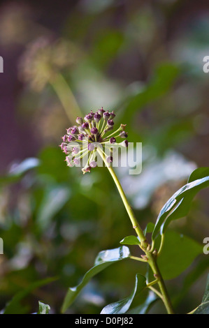 flower seed head English Ivy Hedera Helix Stock Photo