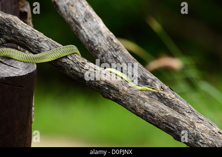 beautiful Golden Tree Snake (Chrysopelea ornata) in Thai forest Stock Photo