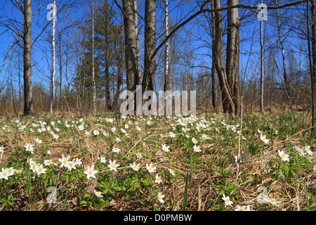 snowdrops in spring wood Stock Photo