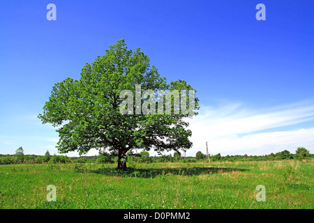 oak on field Stock Photo - Alamy