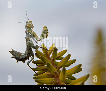 praying mantis on yellow cactus flower on the Spanish island Tenerife