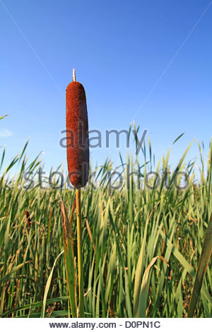 Tall marsh plant Bullrush seed head Reedmace Stock Photo 20613678  Alamy
