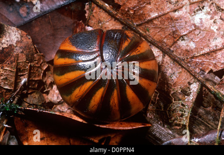 Giant pill millipede (Sphaerotherium sp.) rolled up defensively into an armoured ball; in forest Madagascar Stock Photo