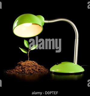 Young sprout and table lamp Stock Photo