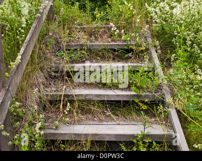 Overgrown wooden stairs with weeds and wildflowers on a footpath in Oslo Norway Stock Photo