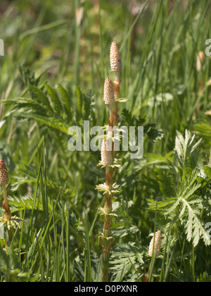 Common Horsetail, Equisetum arvense, fertile shoots, closeup from a field in Oslo Norway Stock Photo