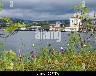 Viola tricolor or heartsease looking out at the Oslo fjord and harbour from Hovedøya island, a nature reserve in Oslo Norway Stock Photo